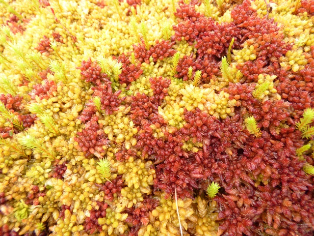 A carpet of of red and yellow sphagnum mosses.