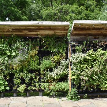 Battleby Living Wall