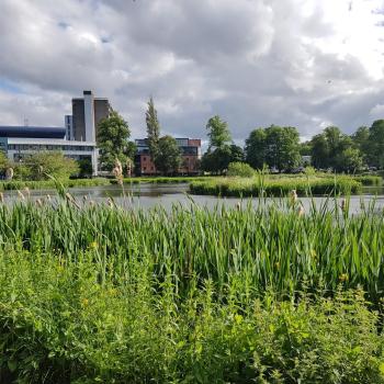 Bingham Pond, Glasgow