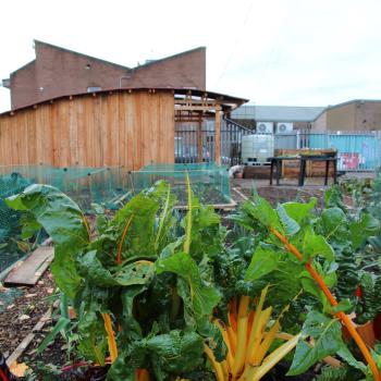 Greens growing in flowerbed