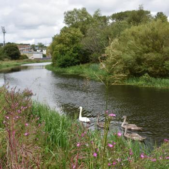 Swans in the river