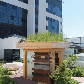 Foresterhill Green Roof