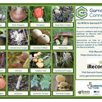 Garnock Fungal Foray images