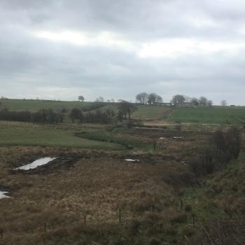 Fields with some trees and puddles