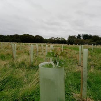 Trees with protective wrappings