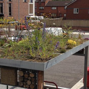 Green roof at Woodside Health Centre