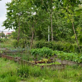 Malls Mire park - growing space for food production