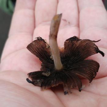 Fungi in the palm of a hand.