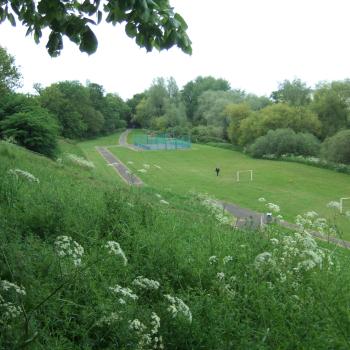 Green grassy landscape with long grass in the foreground, amenity grassland and trees in the background