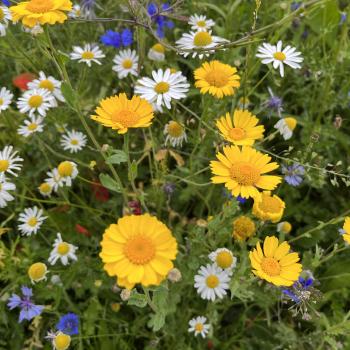 Close up of yellow, white, blue and red wildflowers