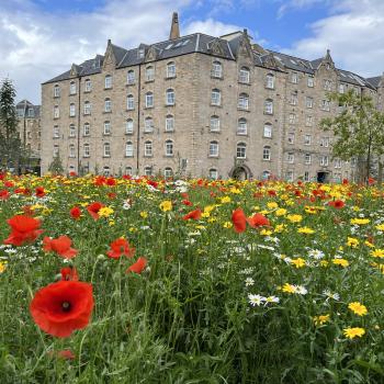 Red, yellow and white wildflowers in from on a building