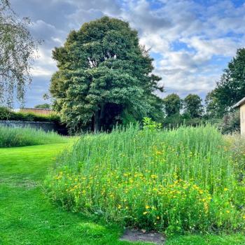 Wildflower meadow with large tree behind
