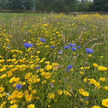 yellow and blue wildflowers in meadow