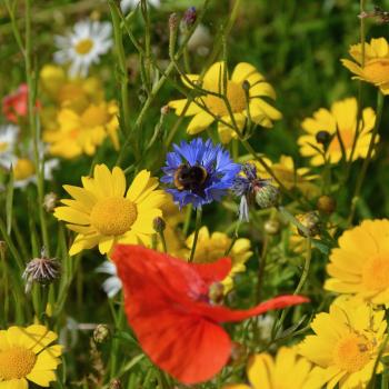 yellow, blue and red wildflowers