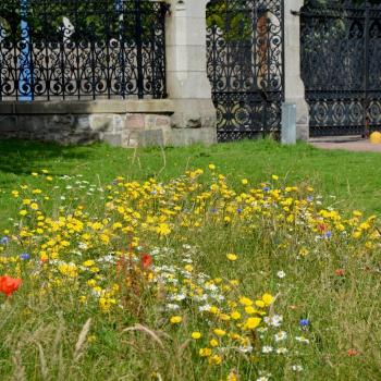 yellow wildflowers in park