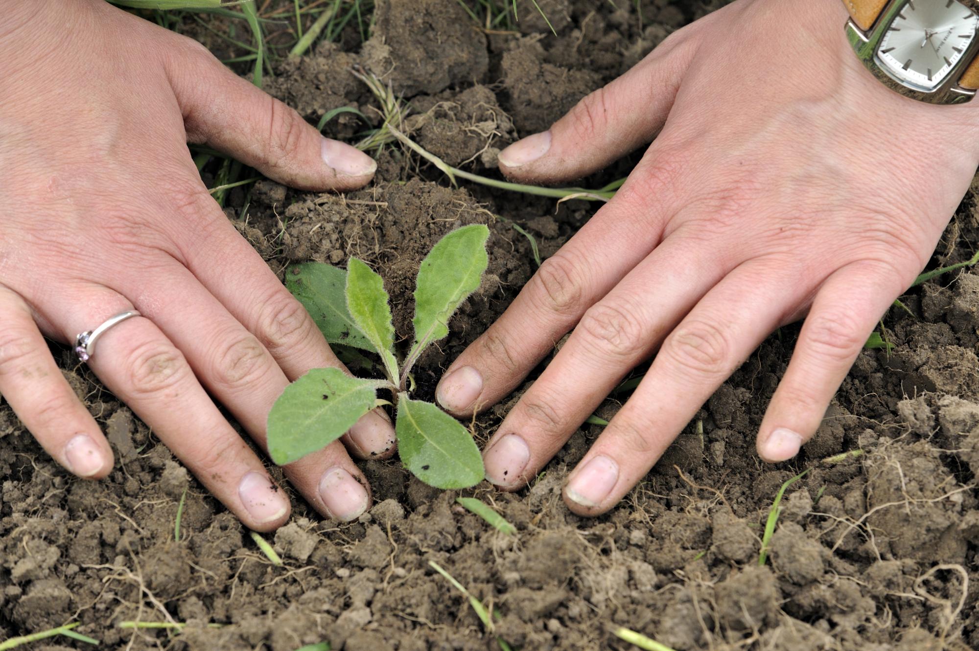 Conservation volunteer planting wildflowers.
