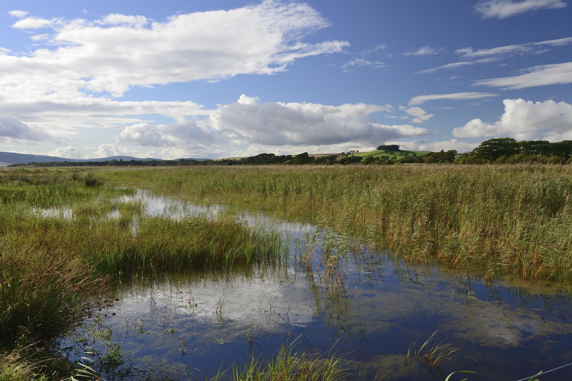 Wetland at Caerlaverock National Nature Reserve ©Lorne Gill/SNH.