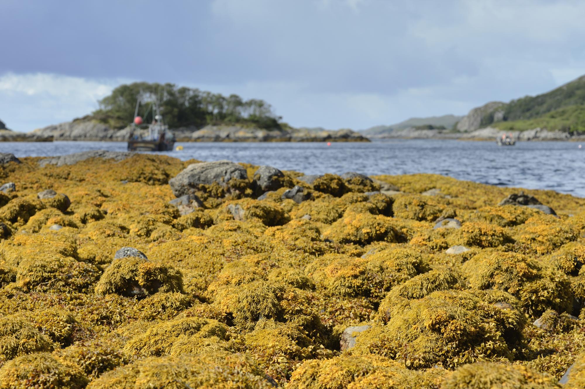 Seaweed carpeting the shore of Loch nam Uamh ©Lorne Gill/SNH. For information on reproduction rights contact the Scottish Natural Heritage Image Library on Tel. 01738 444177 or www.nature.scot