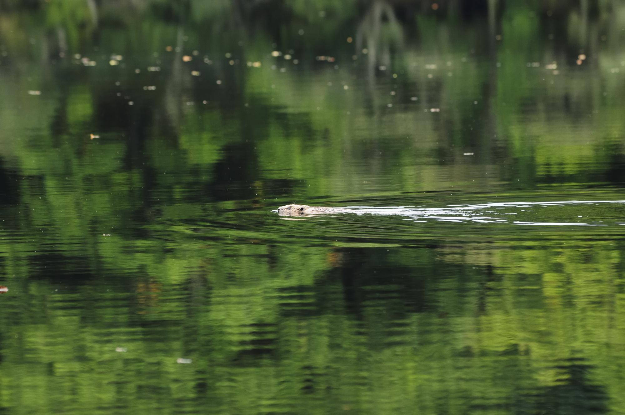 A European Beaver (Castor fiber) in Loch Coille-Bharr one of the Beaver trial release sites in Knapdale, Argyll ©Lorne Gill/SNH. For information on reproduction rights contact the SNH Image Library on Tel 01738 444177 or www.nature.scot