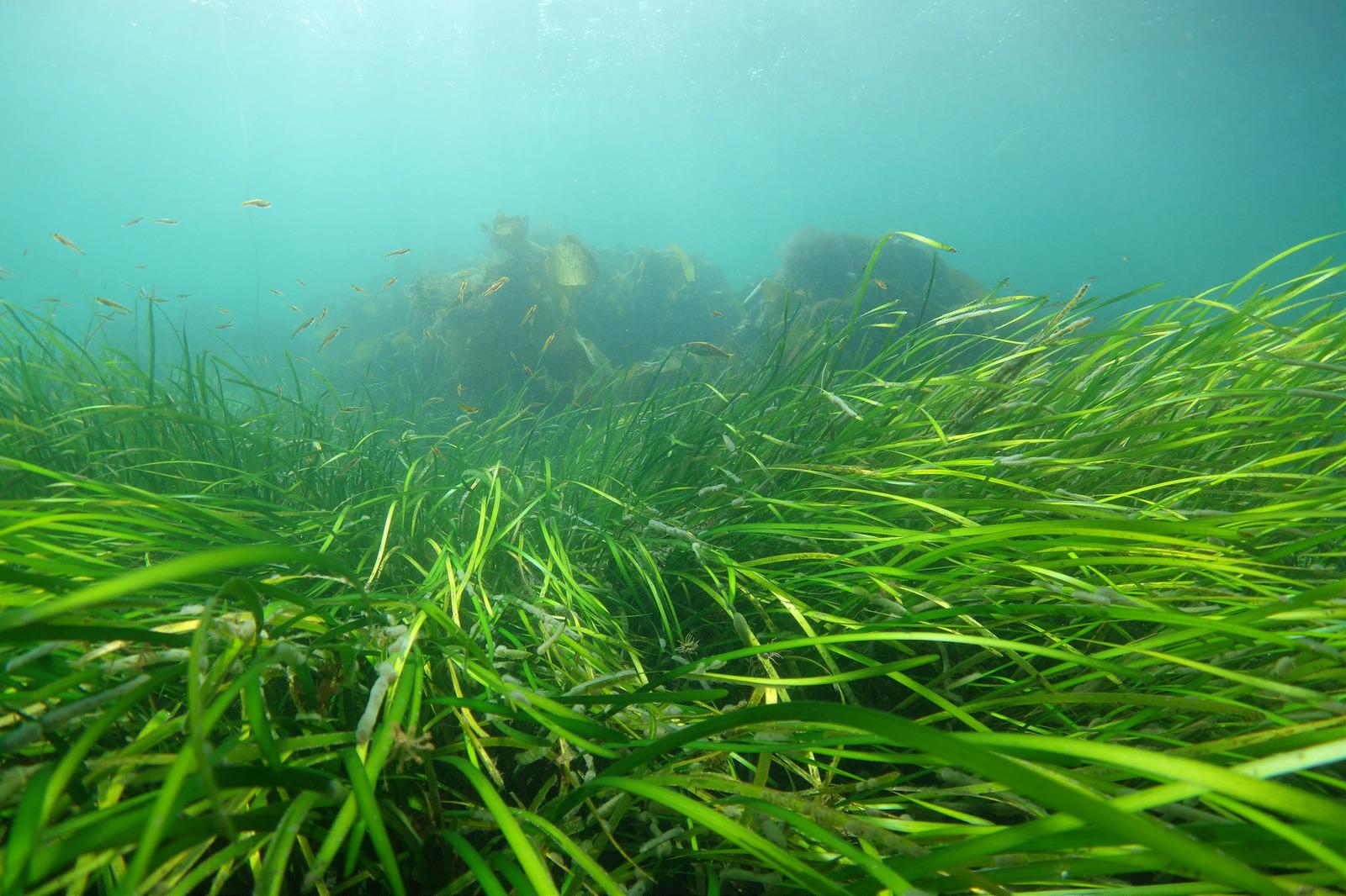 A seagrass bed with small fish. Photographer: Christine Howson. © SNH. All rights reserved. Please contact CMEU for details - snhmarinephotos@nature.scot