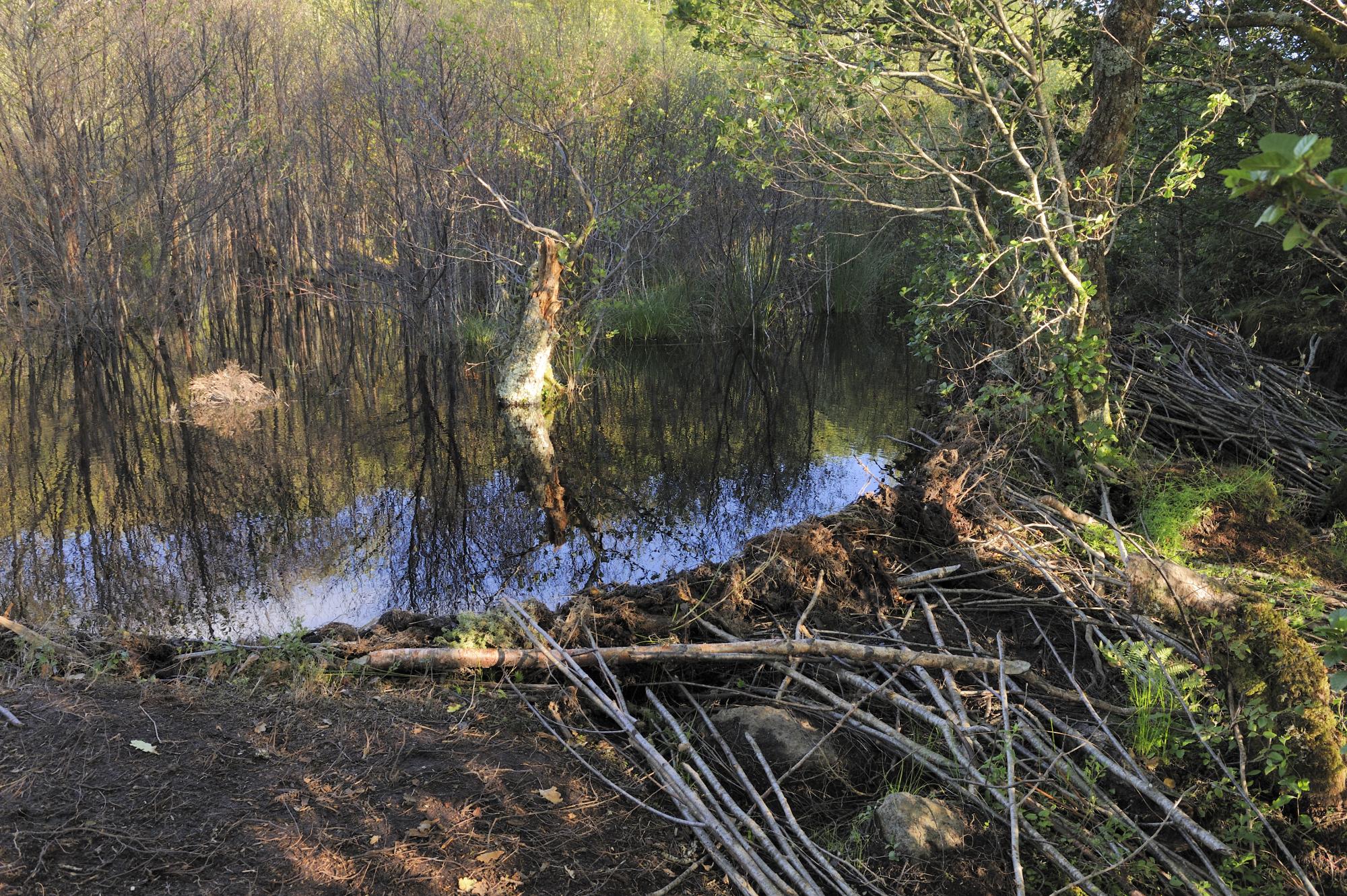 Beaver Dam, Dubh Lochan, Stirling. ©Lorne Gill/SNH. For information on reproduction rights contact the Scottish Natural Heritage Image Library on Tel. 01738 444177 or www.nature.scot