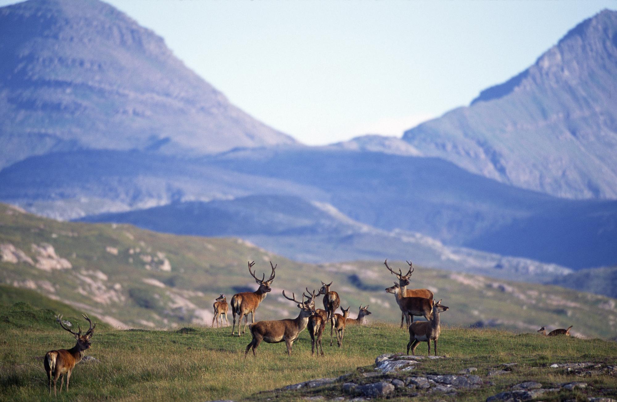 Red Deer (Cervus elphus) herd in Kilmory Glen with the Rum Cuillin beyond, Isle of Rum NNR. ©Laurie Campbell/SNH. For information on reproduction rights contact the Scottish Natural Heritage Image Library on Tel. 01738 444177 or www.nature.scot