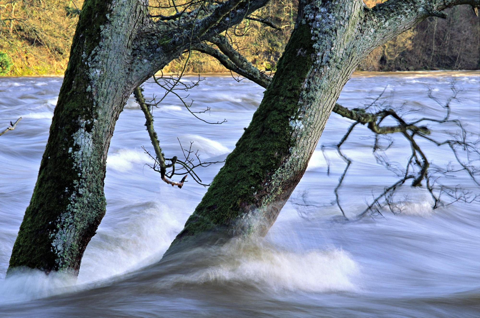 Oak trees submerged by the flood waters of the River Tay at Stanley. ©Lorne Gill/SNH. For information on reproduction rights contact the Scottish Natural Heritage Image Library on Tel. 01738 444177 or www.nature.scot