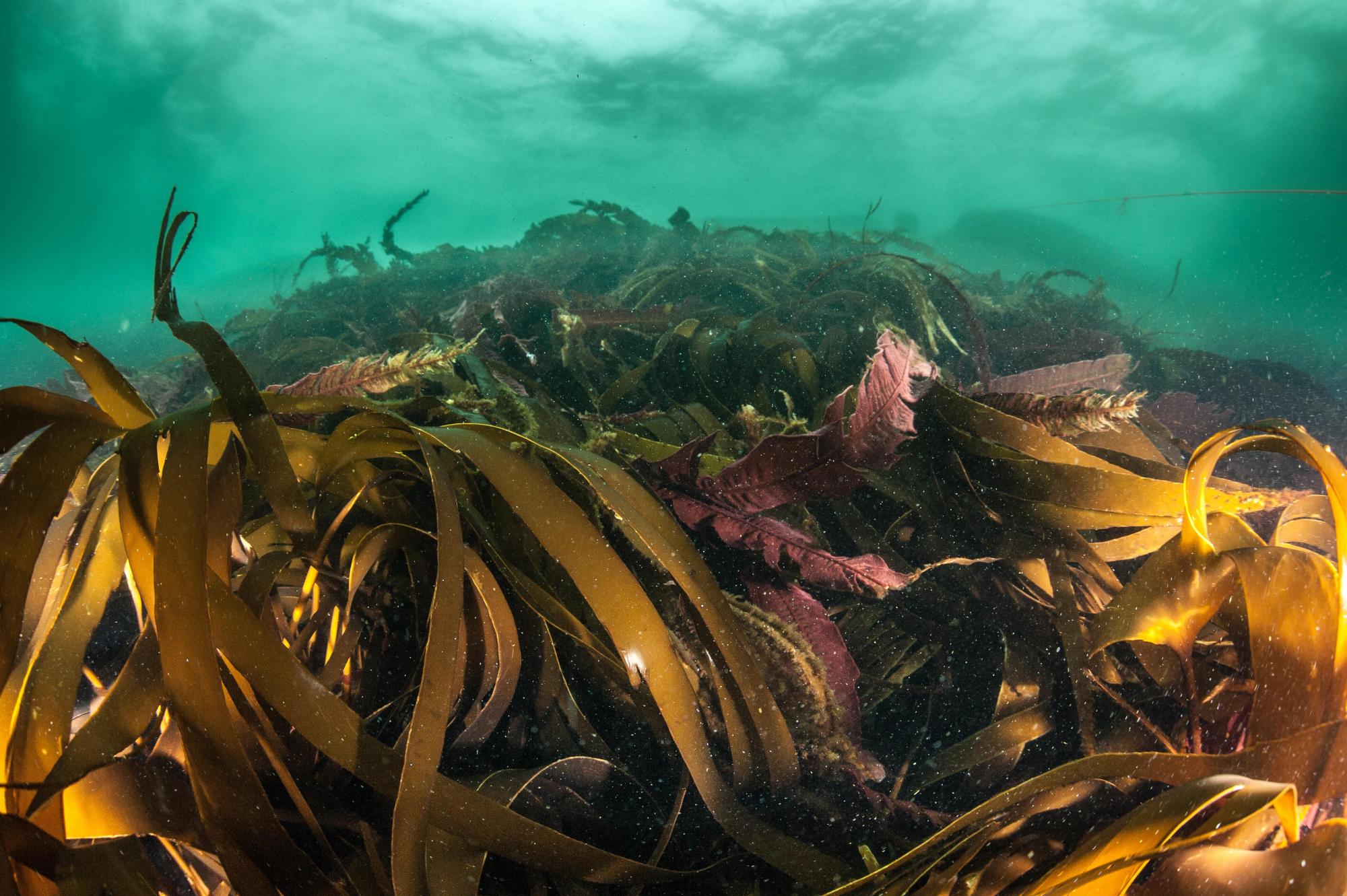Kelp forest. 