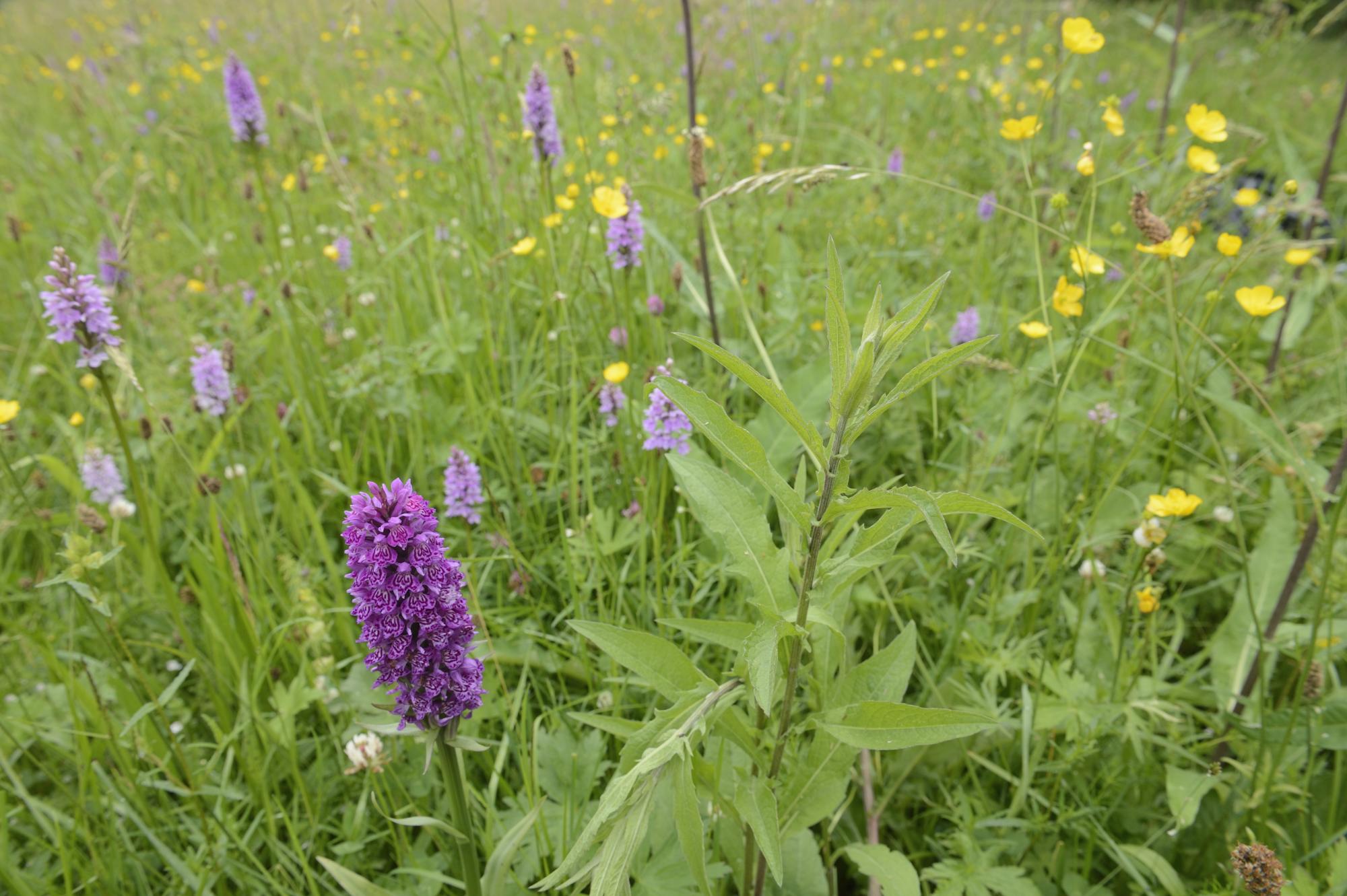 Orchids growing at Weem meadow SSSI near Aberfeldy.