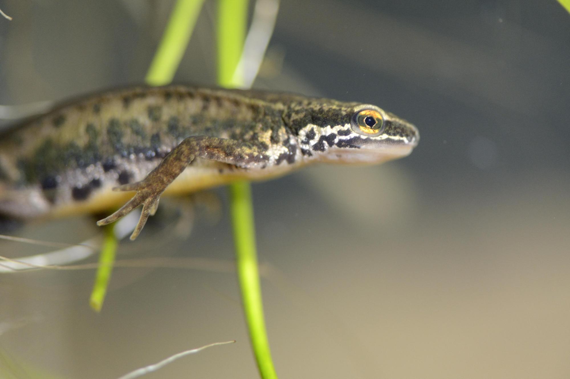 Newt in the water