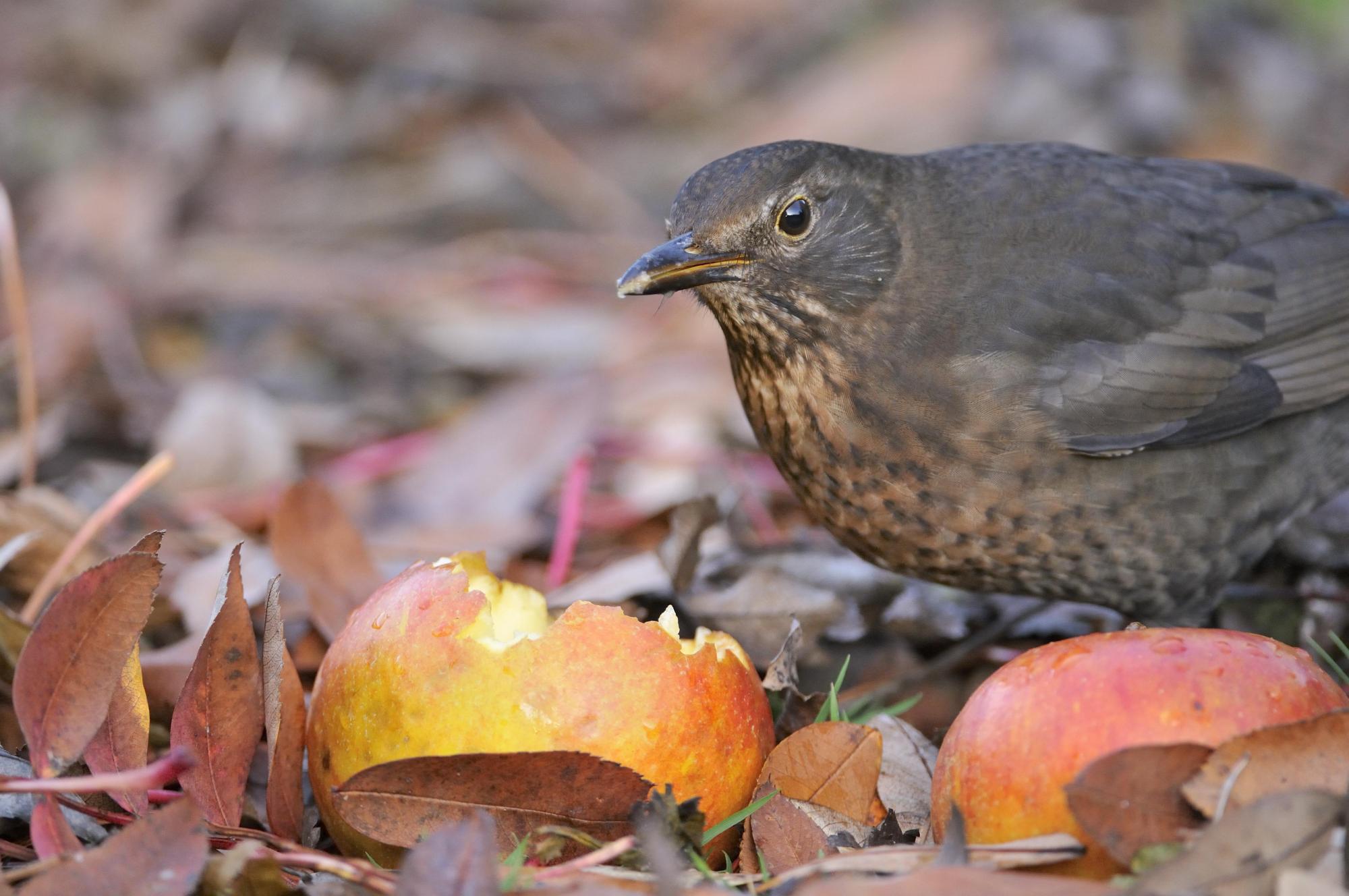 A female blackbird (Turdus merula) eating a windfall apple