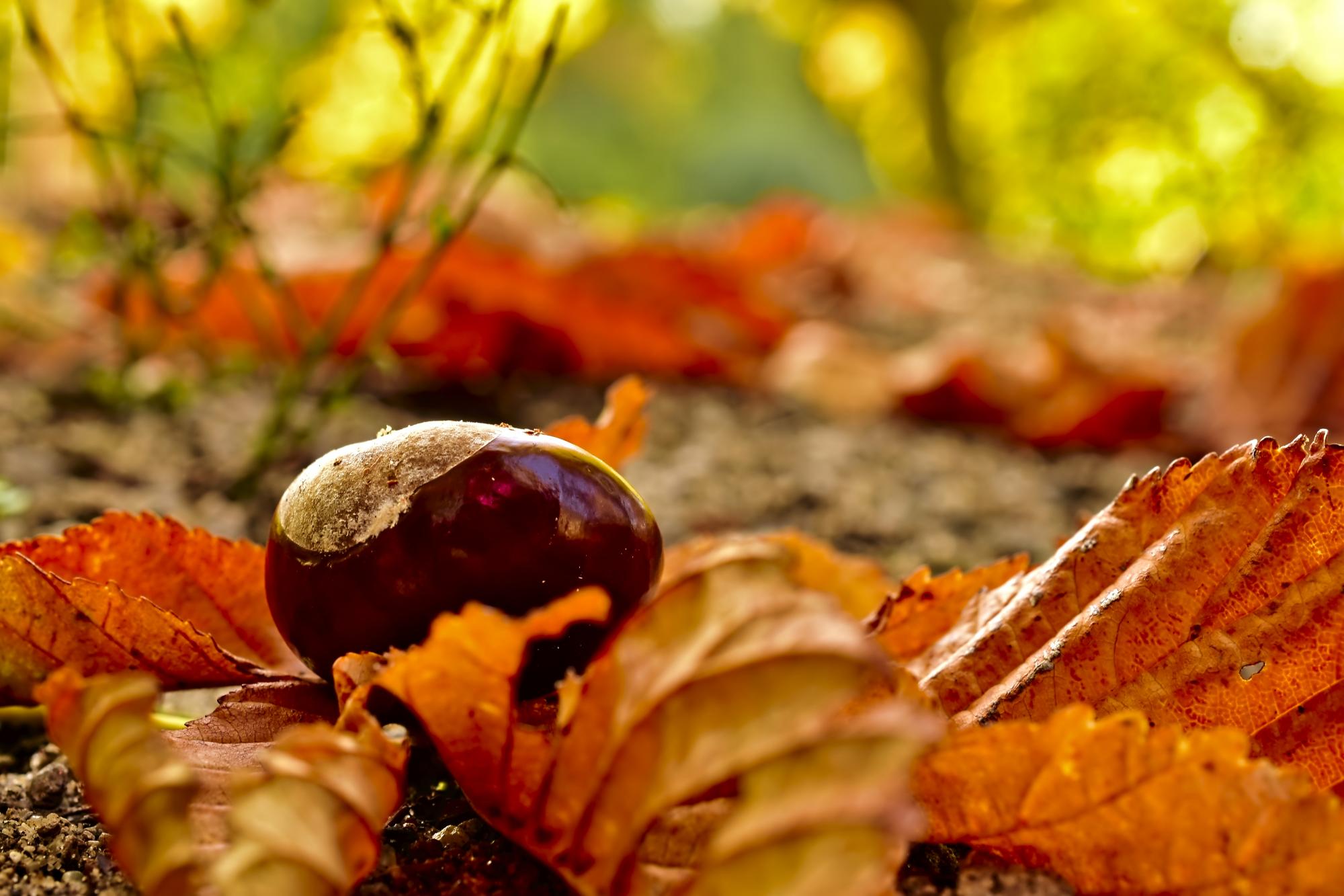 Horse chestnut conker and leaves