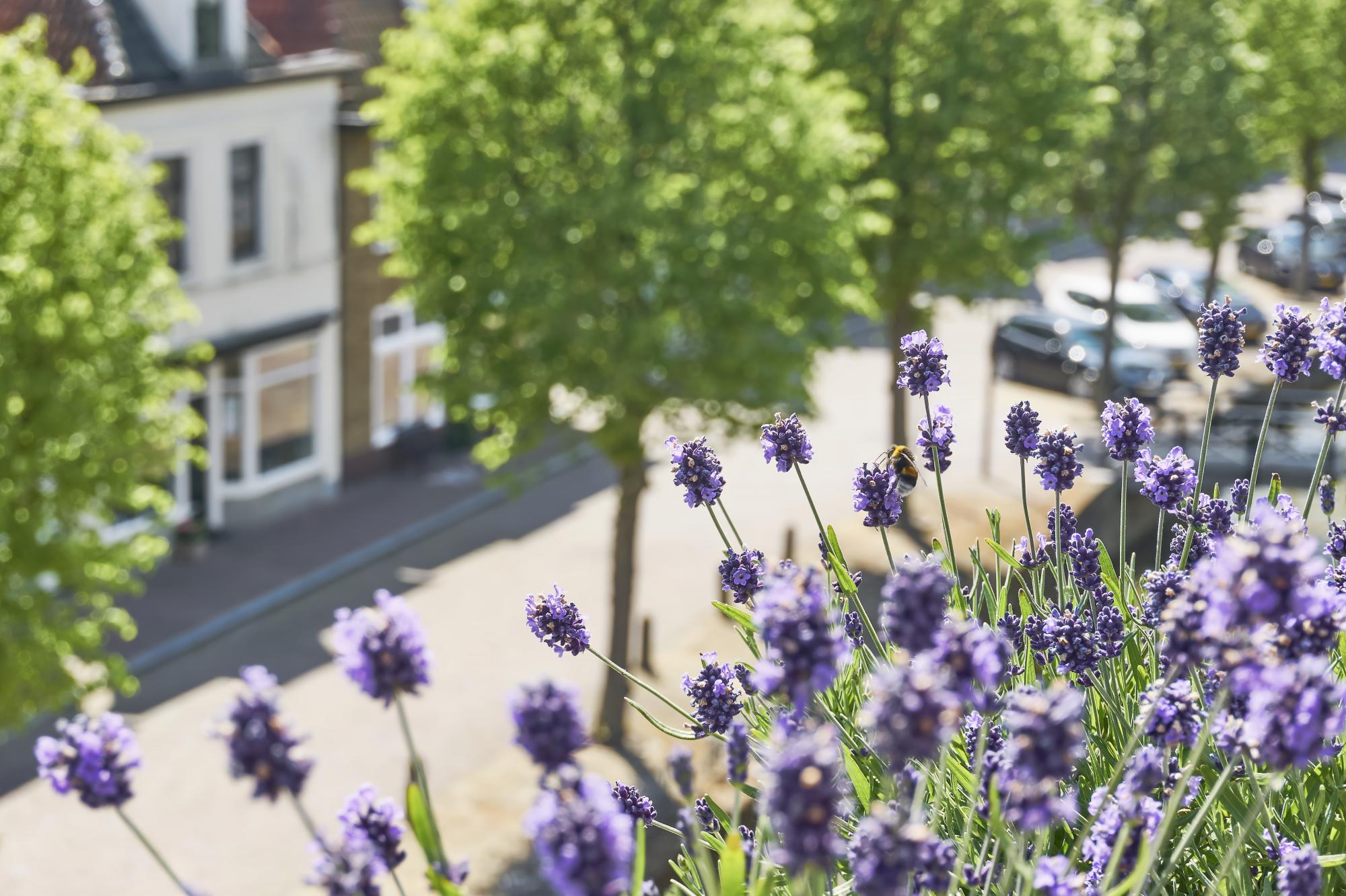 Blooming lavender or lavandula on a balcony Adobe Stock for Make Space For Nature campaign