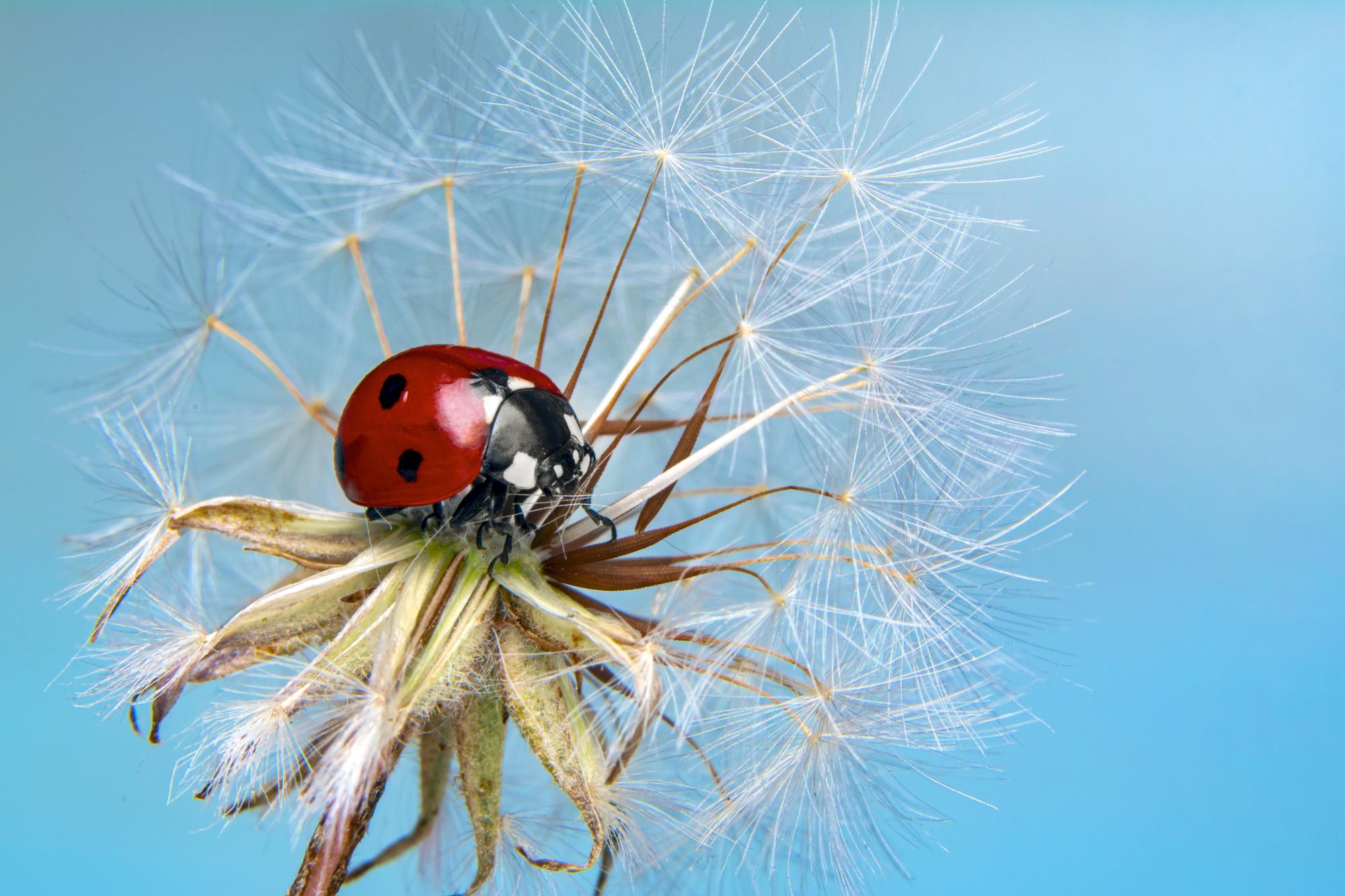 ladybird on a dandelion seeded head