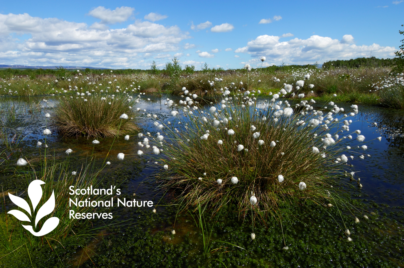 Bog cotton