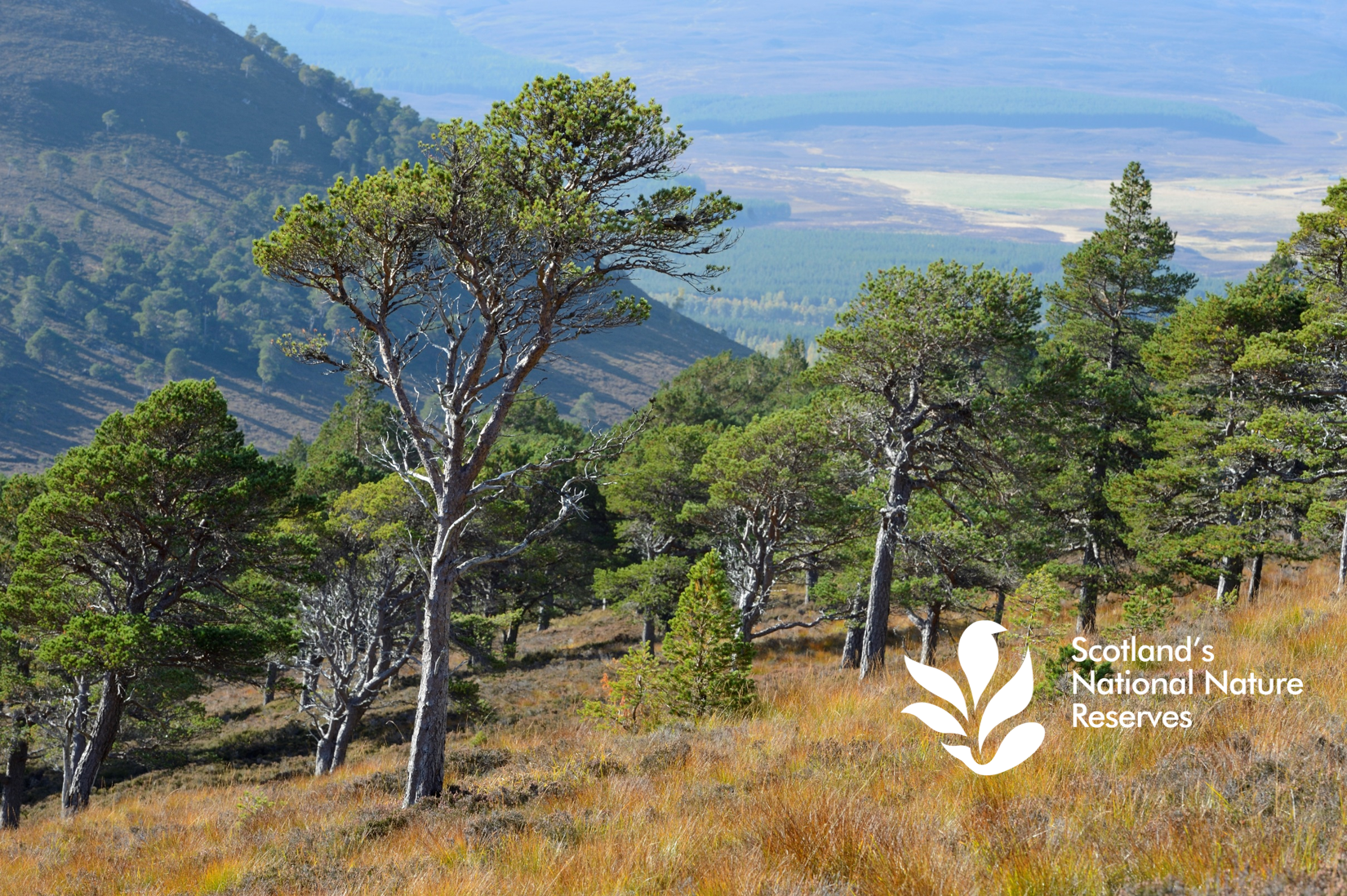 Pine woodlands