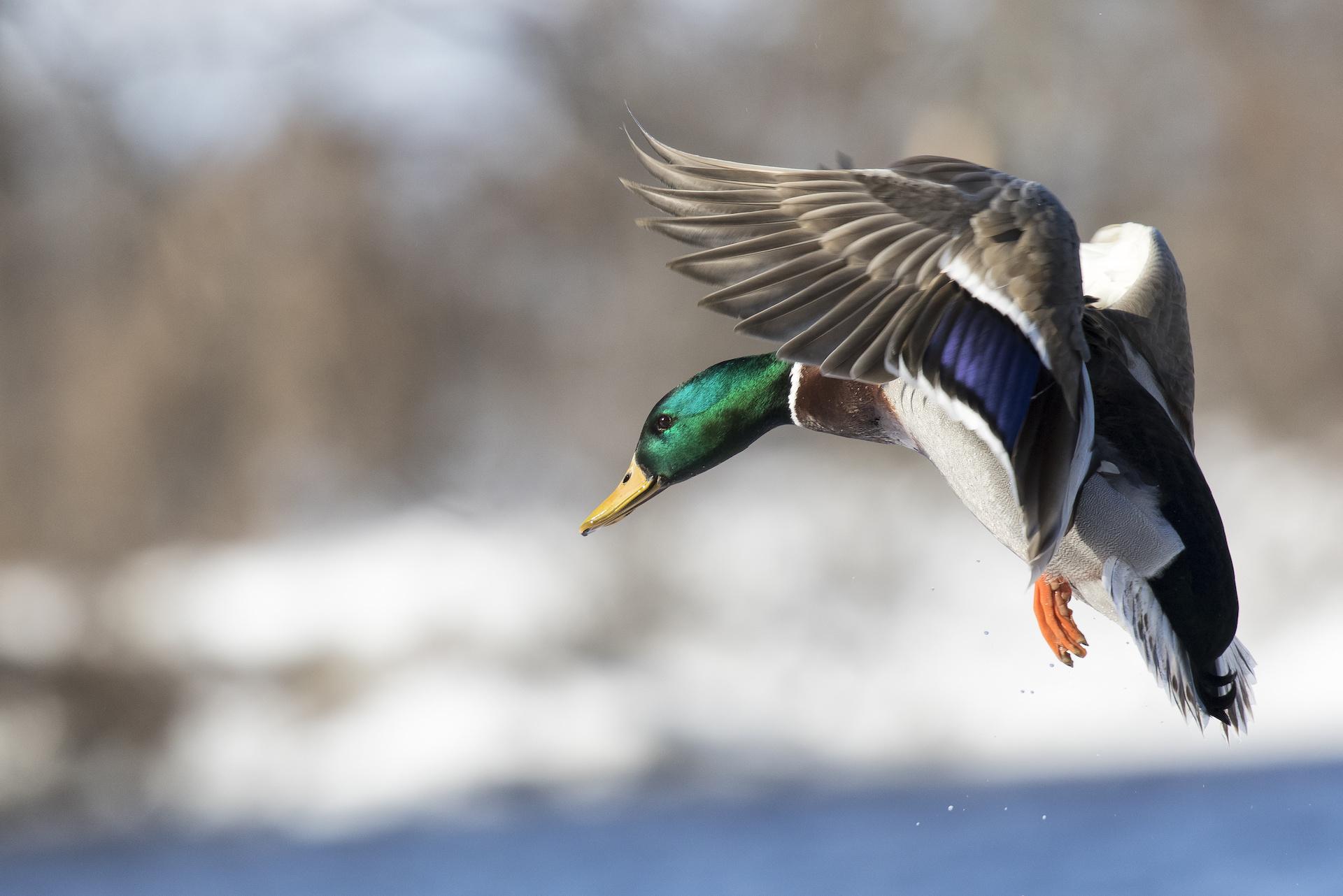 duck flying into land