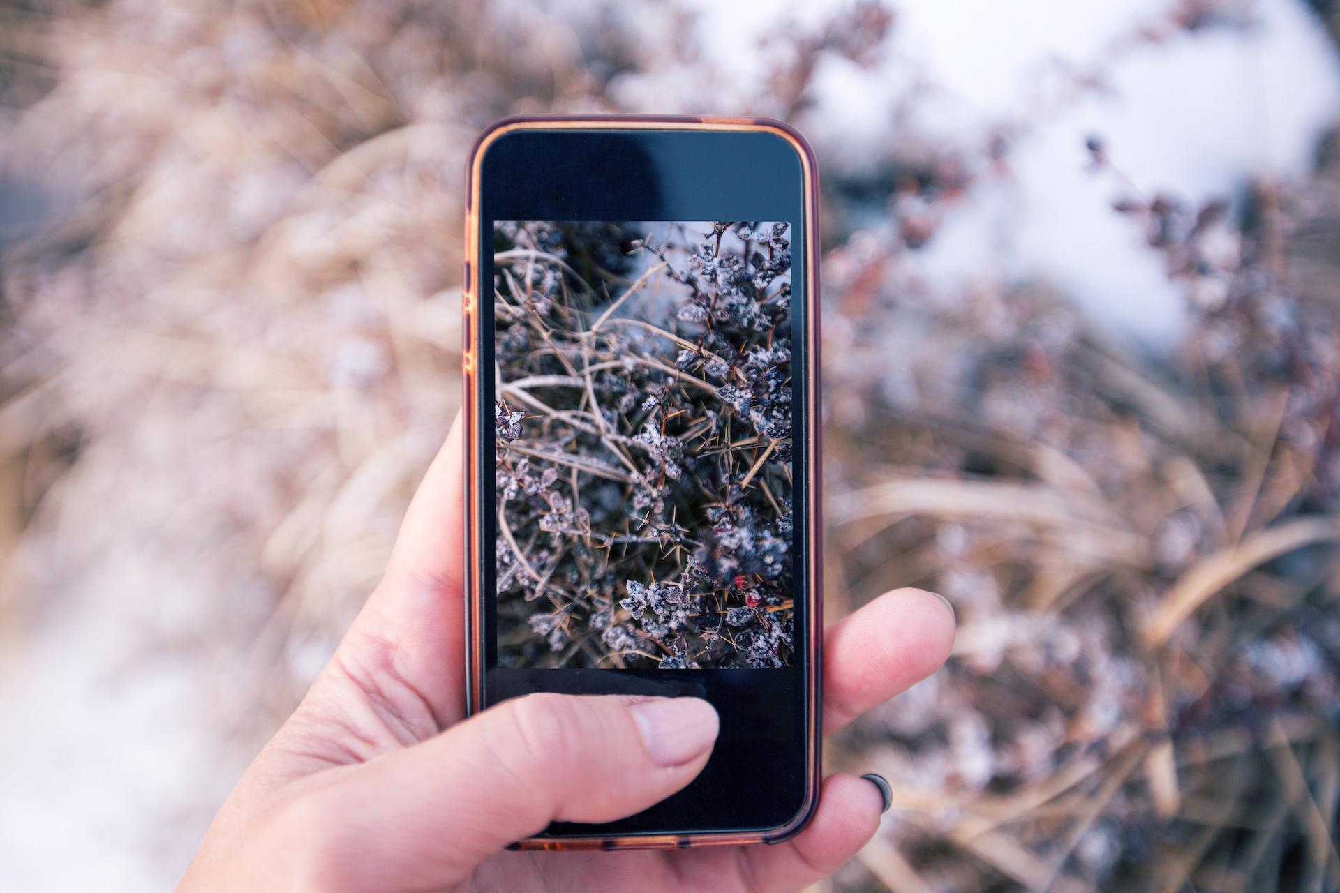 Smartphone taking pic of plant