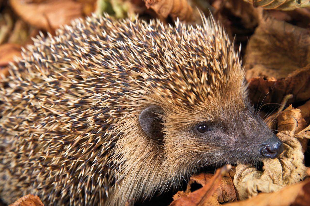 Hedgehog in leaves