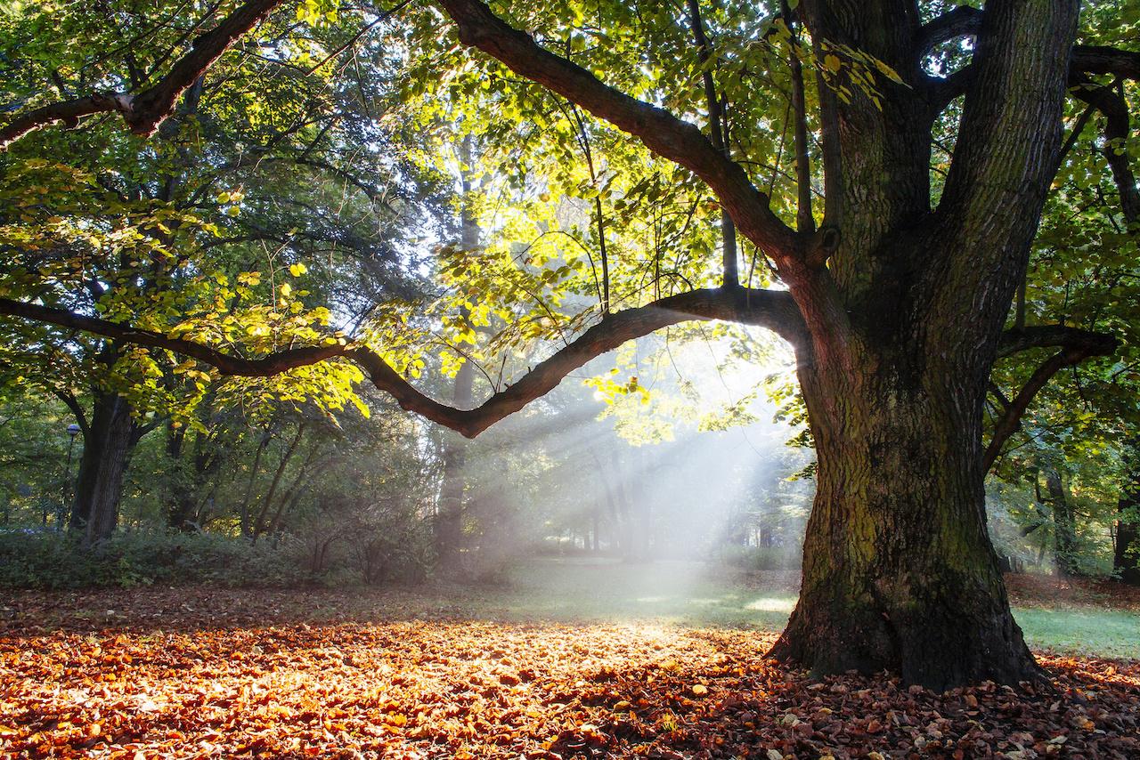 oak tree with leaves and sun