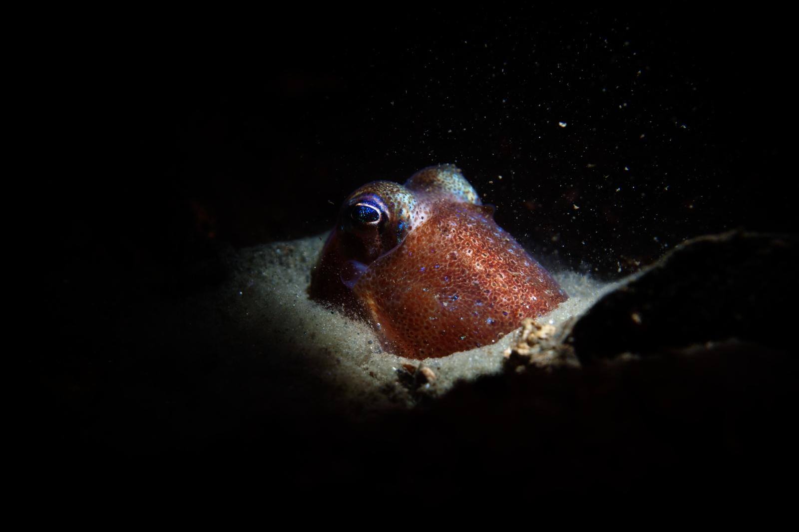 Atlantic bobtail squid digging into the sediment, Loch Long.