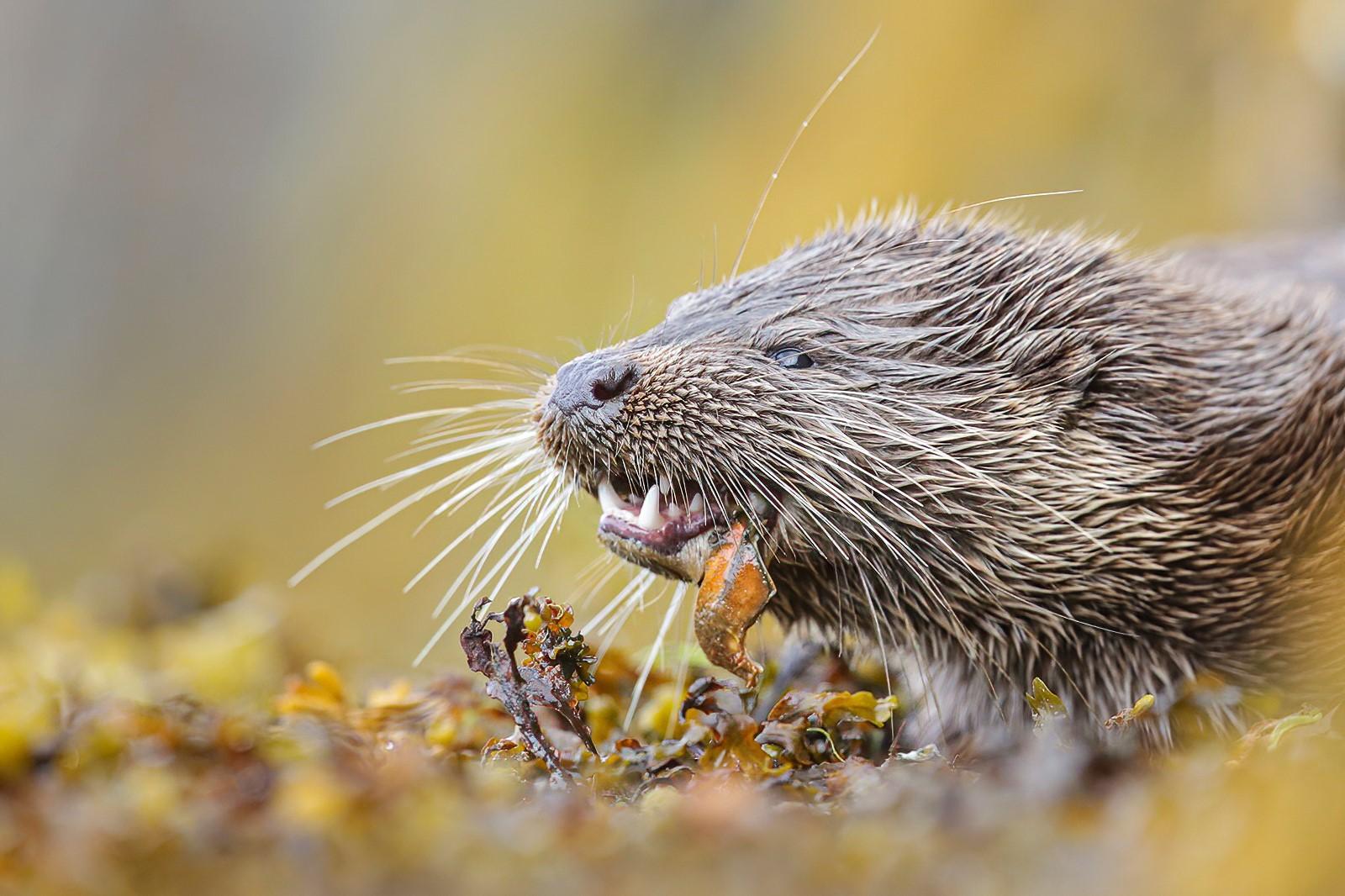 Otter club eating crabs, Argyll.