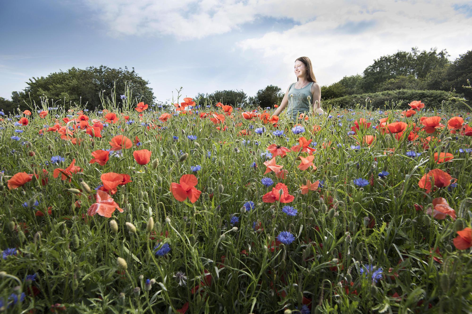 Field of wildflowers
