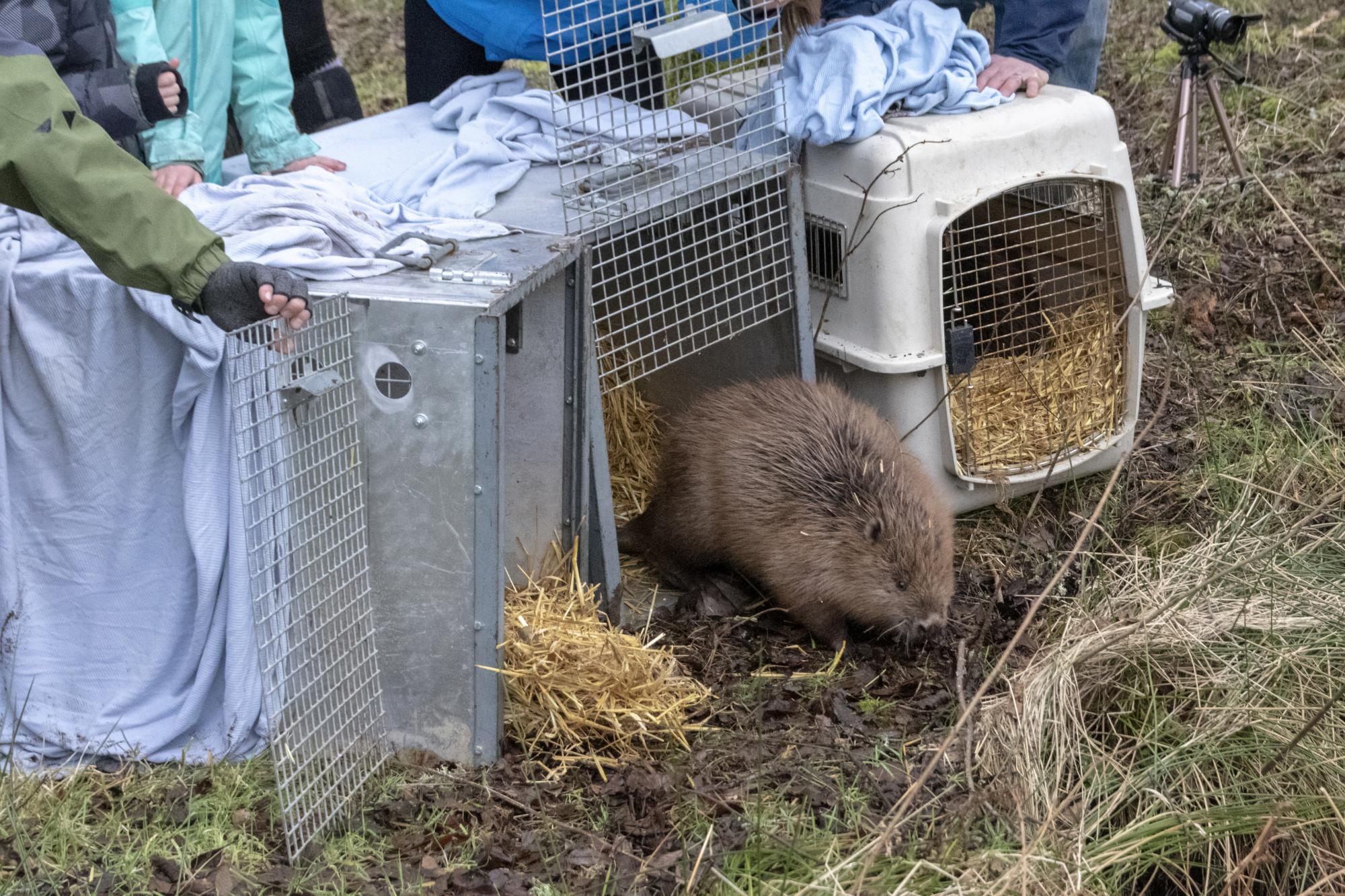 Beaver being released on ground by two people. copyright Beaver Trust