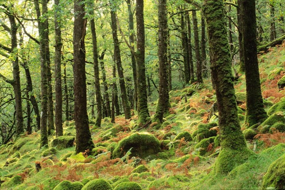 Atlantic oak woodland