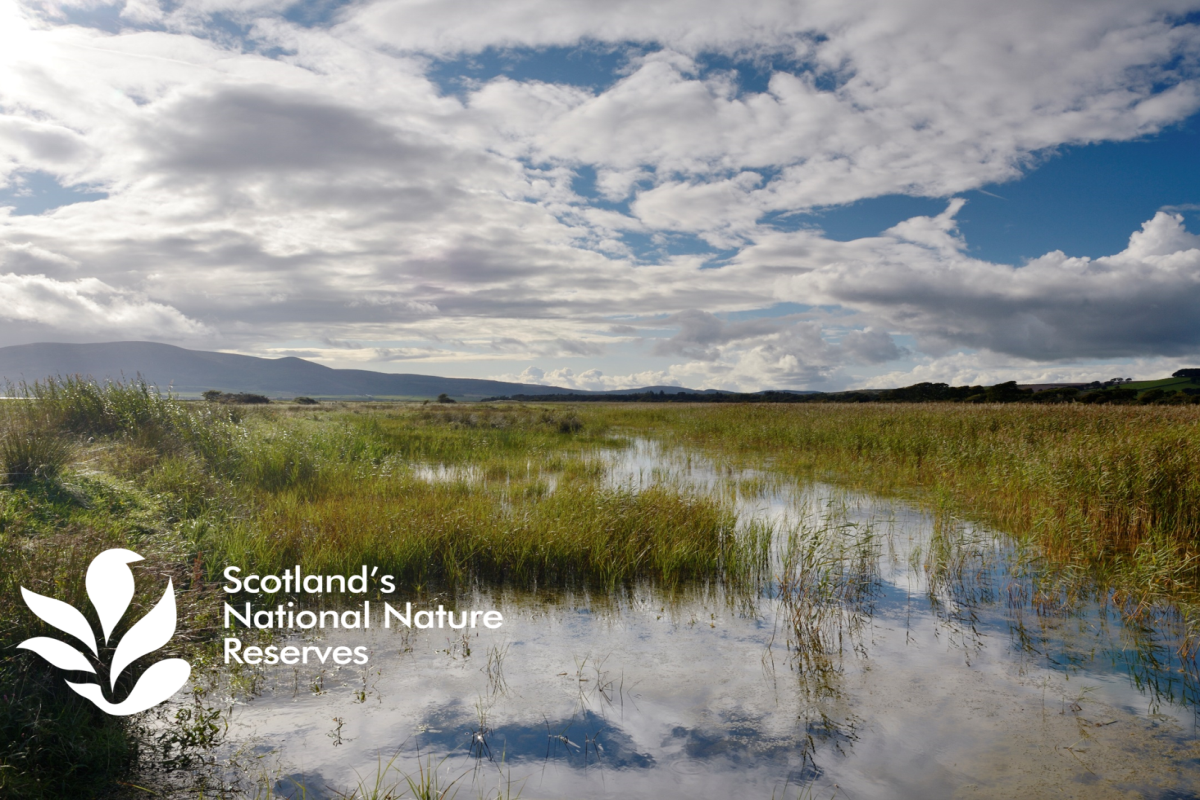 Wetland landscape