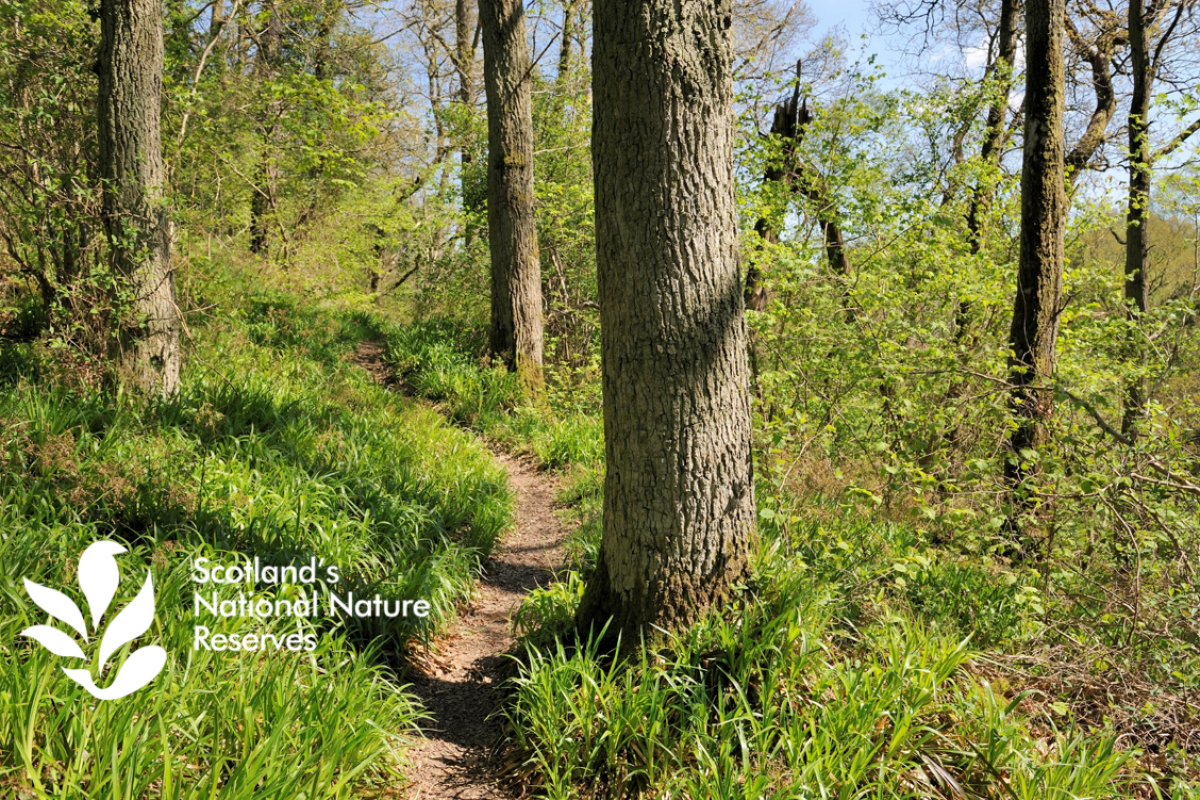 Woodland
