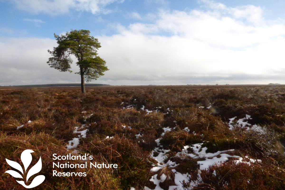 Peatland landscape