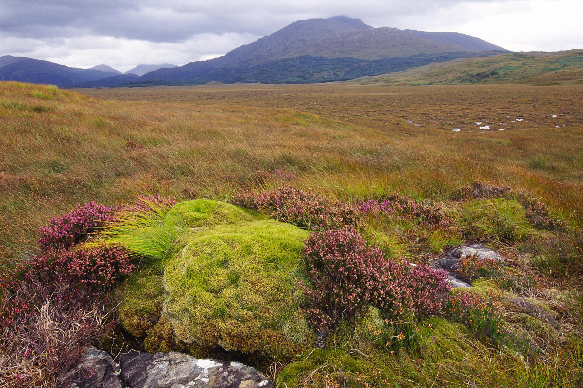 Claish Moss