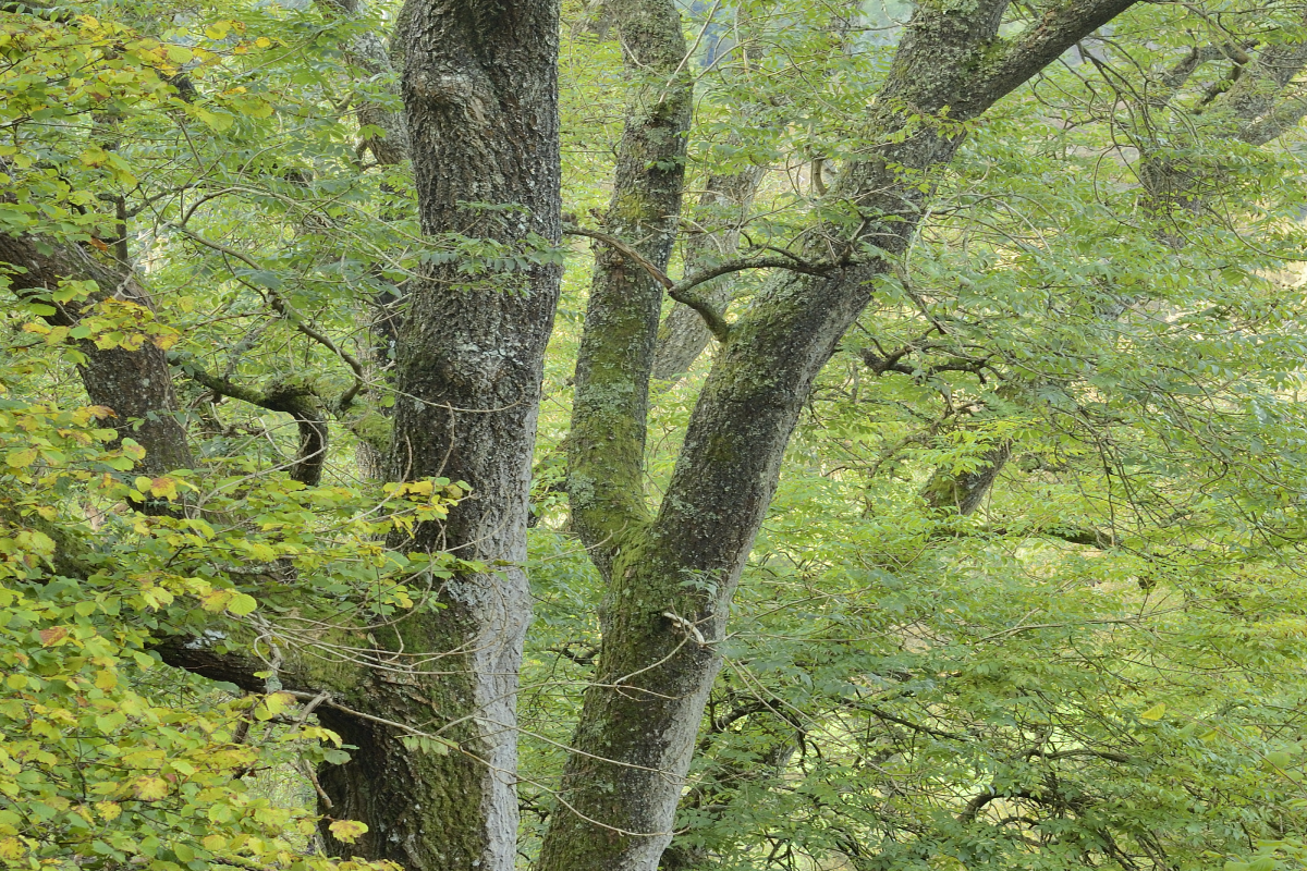 Ash woodland